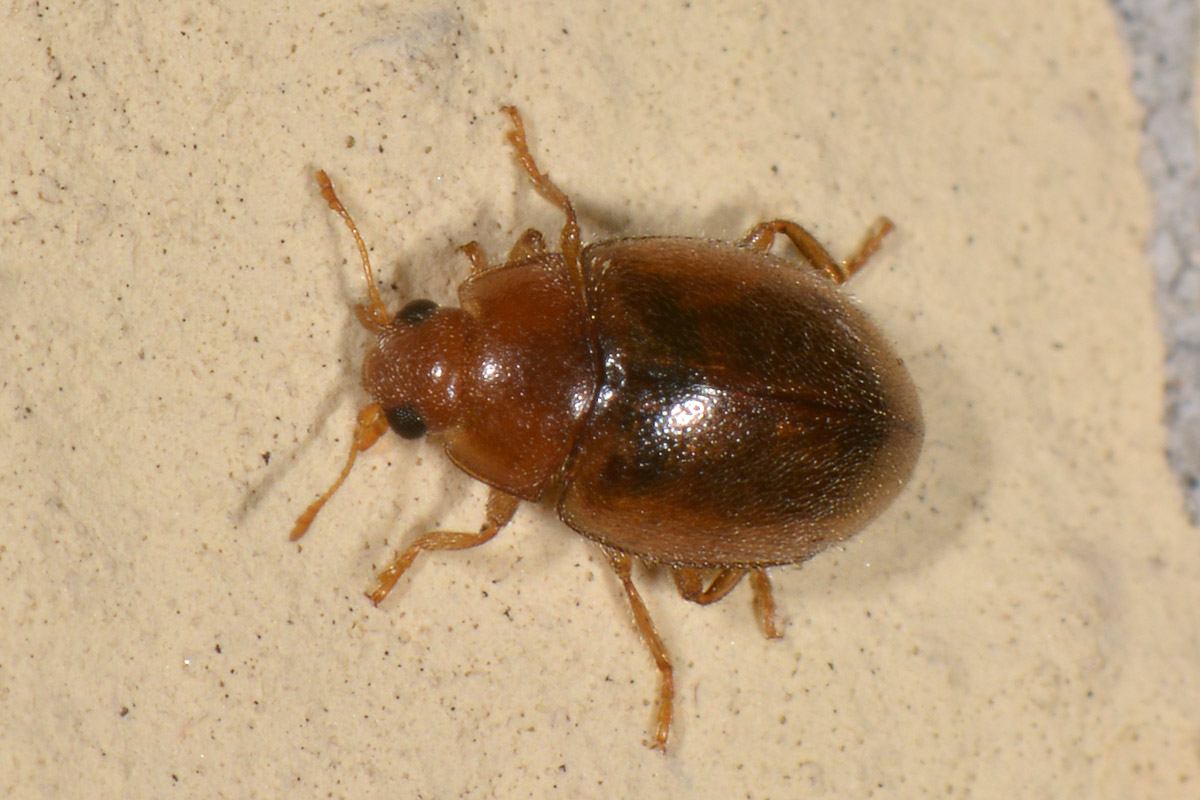 Coccinellidae: Rhyzobius cfr. litura